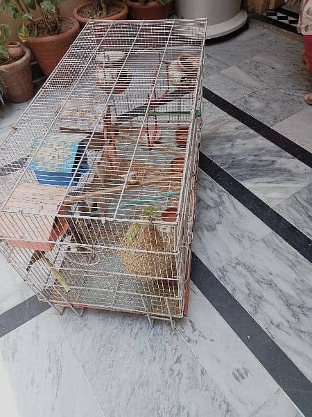 4 breeder pair zebra finches 4