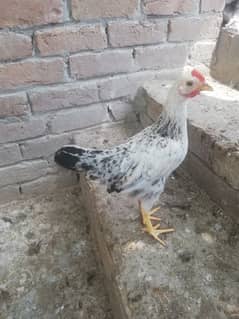 chick 0