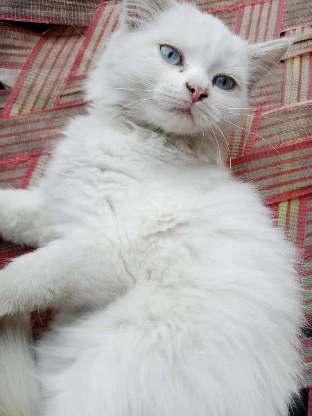 Persian cat for sale age 4 months 0