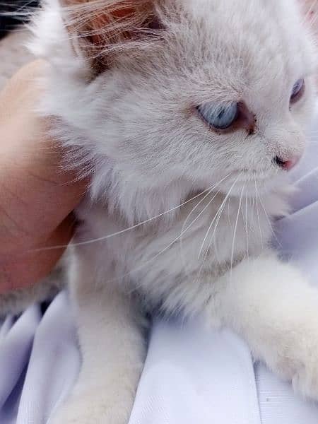 Persian cat for sale age 4 months 1