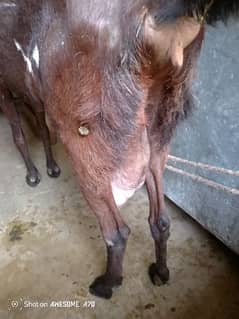 nagra beetal 6 teeth young goat 3rd time pregnant 0