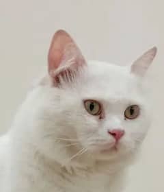 Persian beautiful male cat 0