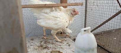 white aseel female with chicks for sale