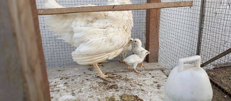 white aseel female with chicks for sale 1