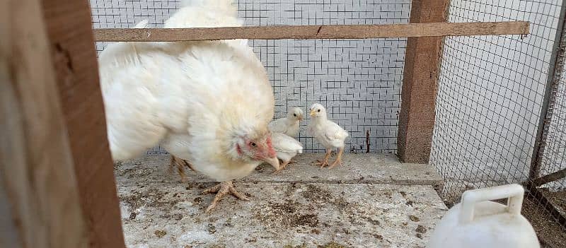 white aseel female with chicks for sale 2