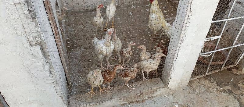 white aseel female with chicks for sale 3