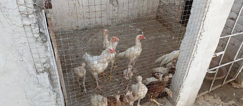 white aseel female with chicks for sale 4