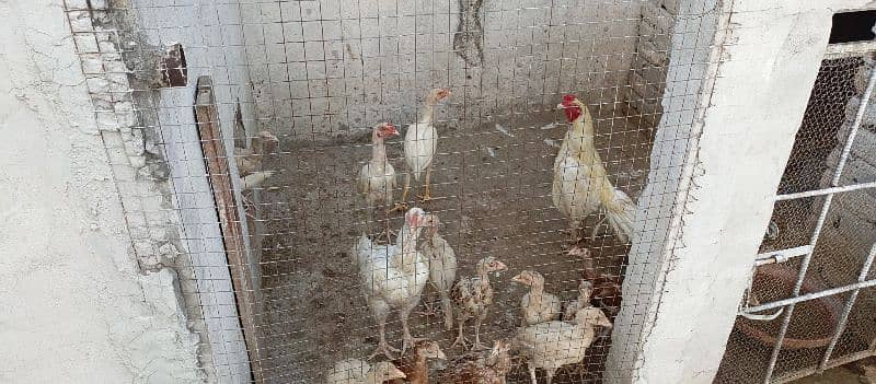 white aseel female with chicks for sale 5