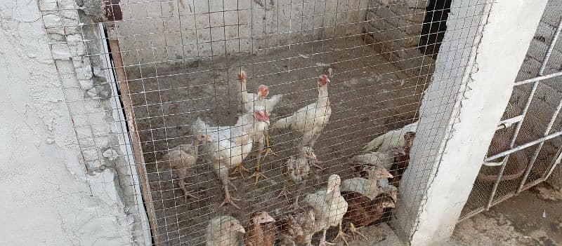 white aseel female with chicks for sale 6