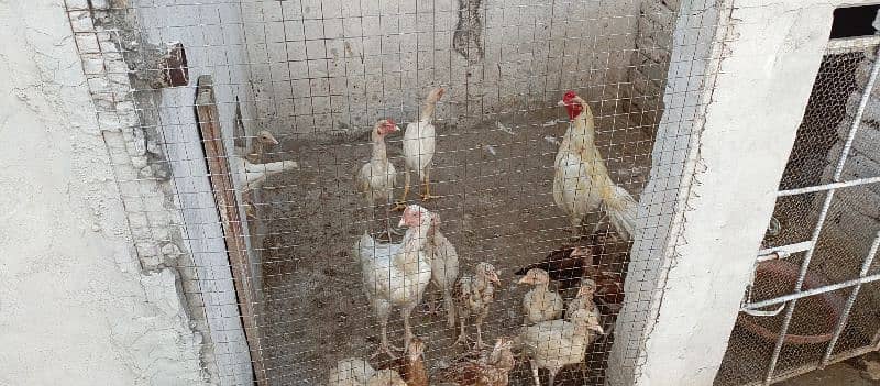 white aseel female with chicks for sale 7