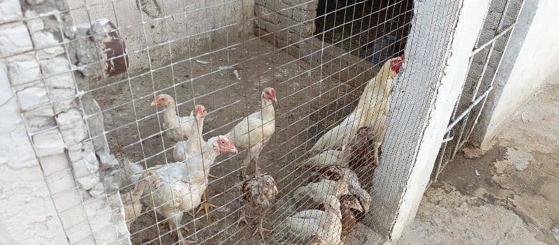 white aseel female with chicks for sale 8