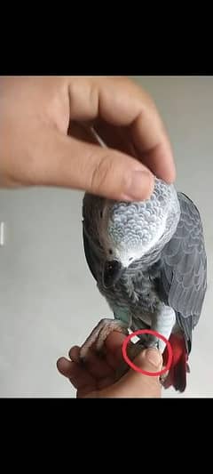 hand tame and full talking African grey parrot for sale. 0