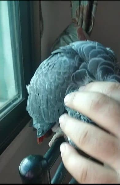 hand tame and full talking African grey parrot for sale. 1