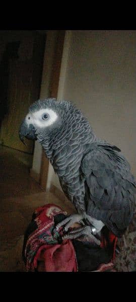 hand tame and full talking African grey parrot for sale. 2