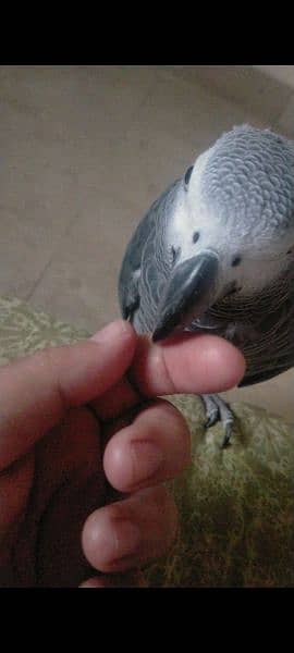 hand tame and full talking African grey parrot for sale. 3