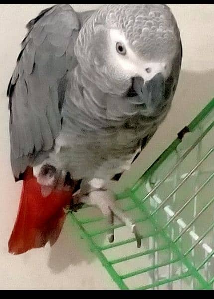 hand tame and full talking African grey parrot for sale. 4