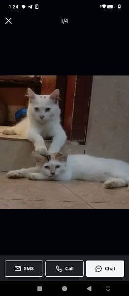 Persian cats pair 5