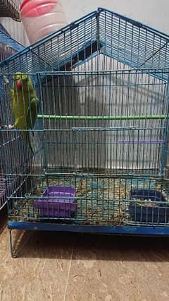Green ring neck parrot cage ka sath tota pinjra