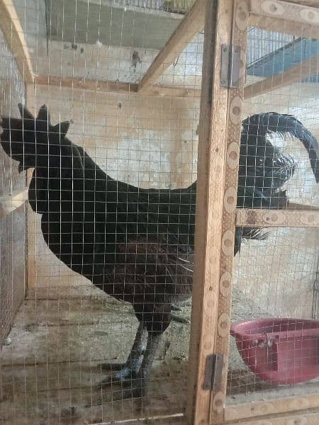 ayam simani pair for sale 1