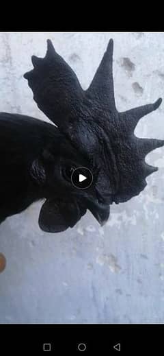 Ayam cemani male for sale exchang
