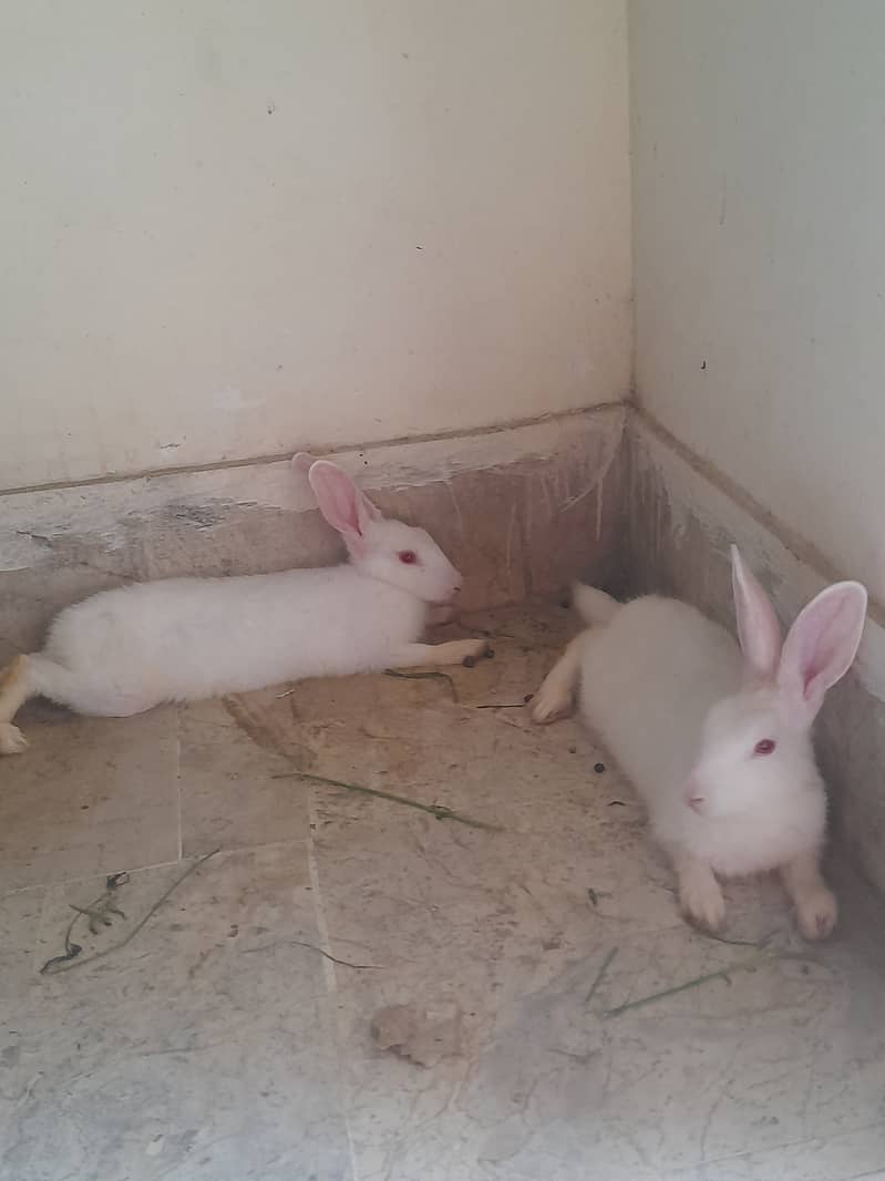 Pair of Rabbits for sale 0