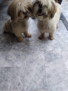 Shih Tzu Pair for sale Male and Female 45000 each