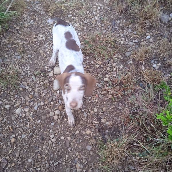 pointer dog 2