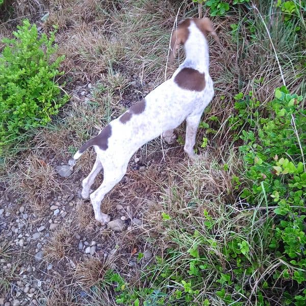 pointer dog 4