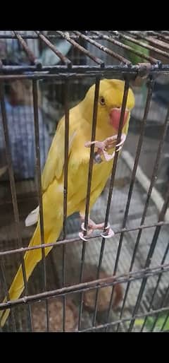 Yellow Ringneck Female