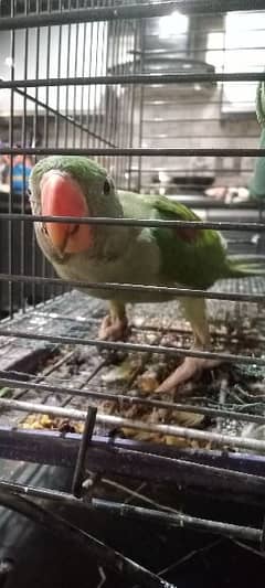 Pahari parrot age 3 months