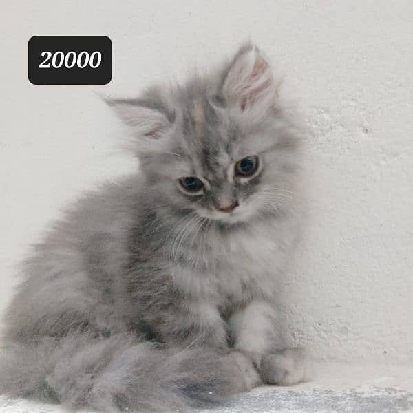 persian cat / persian kittens / cat for sale 1