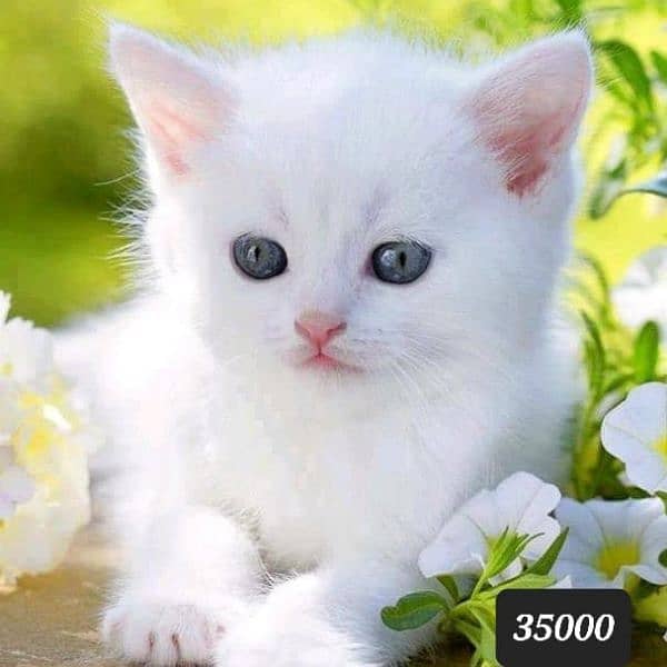 persian cat / persian kittens / cat for sale 2