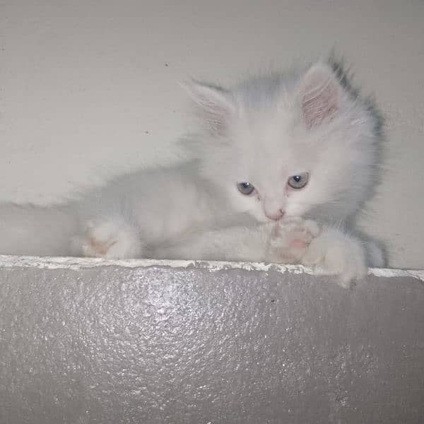 persian cat / persian kittens / cat for sale 4