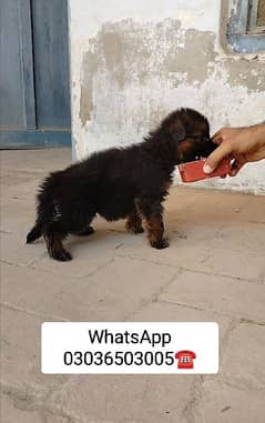 German Shepherd Top Qlty Long Coat Male Pup. WhatsApp Number In Pics