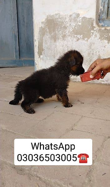 Gsd Long Coat Male Pup. Location Kabirwala Khanewal, 1