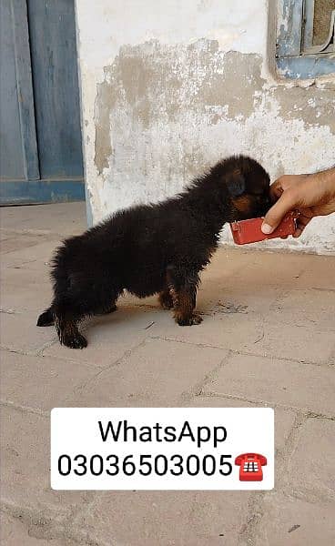 Gsd Long Coat Male Pup. Location Kabirwala Khanewal, 2