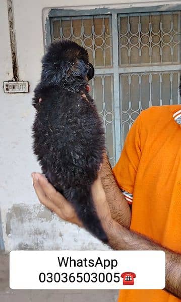 Gsd Long Coat Male Pup. Location Kabirwala Khanewal, 3