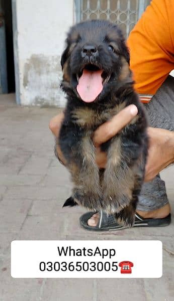 Gsd Long Coat Male Pup. Location Kabirwala Khanewal, 4