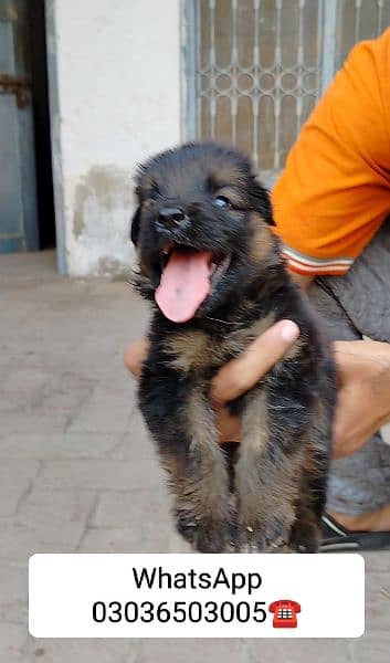 Gsd Long Coat Male Pup. Location Kabirwala Khanewal, 5