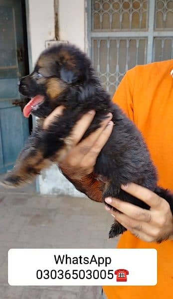 Gsd Long Coat Male Pup. Location Kabirwala Khanewal, 6