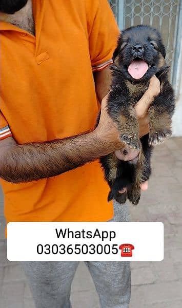 Gsd Long Coat Male Pup. Location Kabirwala Khanewal, 7