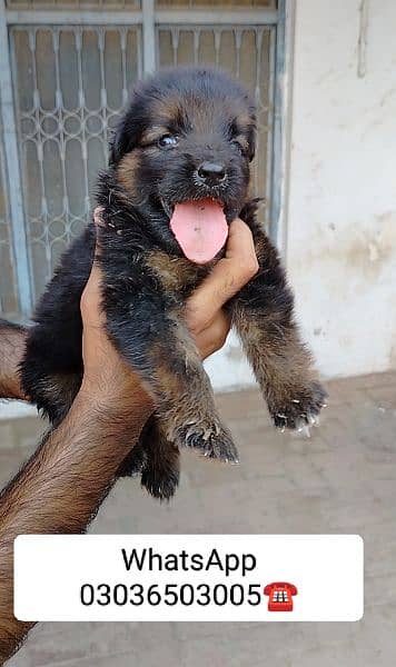 Gsd Long Coat Male Pup. Location Kabirwala Khanewal, 8