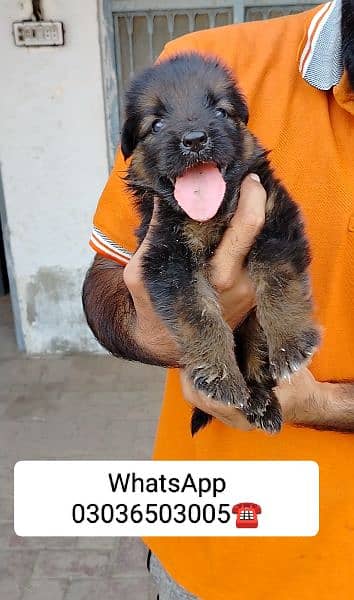 Gsd Long Coat Male Pup. Location Kabirwala Khanewal, 9