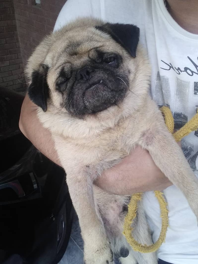 Pug Pair for sale Male and Female 55000 each 12