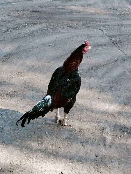 Murgh/Aseel for sale/pure Aseel hen//Mianwali Aseel 0