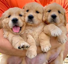 top quality golden retievers puppies importat pair