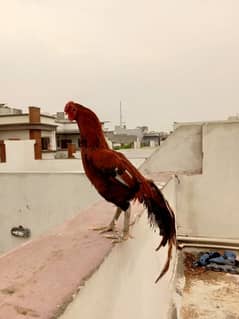 hen murgha