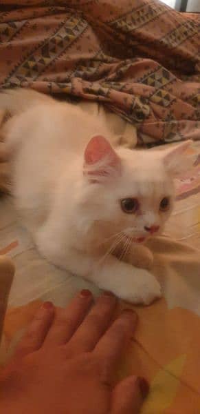 Persian kitten urgent for sale 0