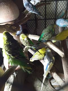 Australian Healthy budgies pair