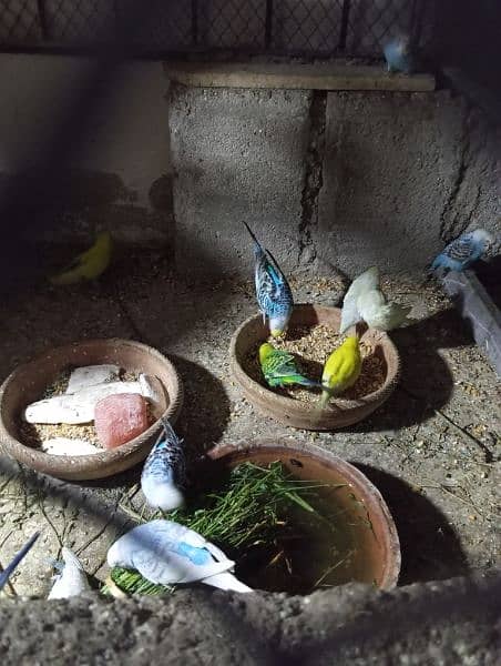 Australian Healthy budgies pair 2